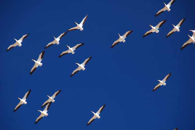 white pelicans pass overhead
